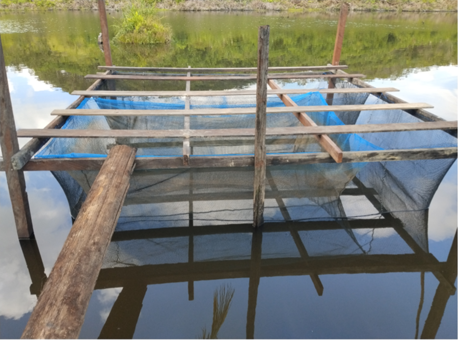 Keramba sistem nursery cage&ndash;grow-out cage diterapkan untuk mendukung pemeliharaan ikan nila berdasarkan fase perkembangan ukuran di Desa Sabintulung.
