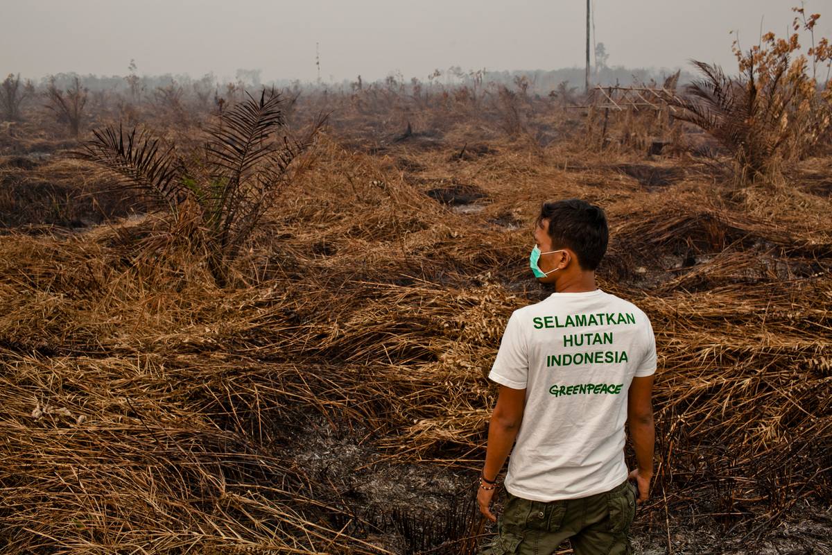 Bencana Lingkungan Bayangi Pemindahan Ibu Kota ke Kalimantan