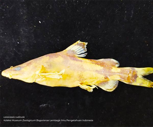 LIPI Temukan Spesies Ikan Air Tawar Baru di Hulu Sungai Mahakam