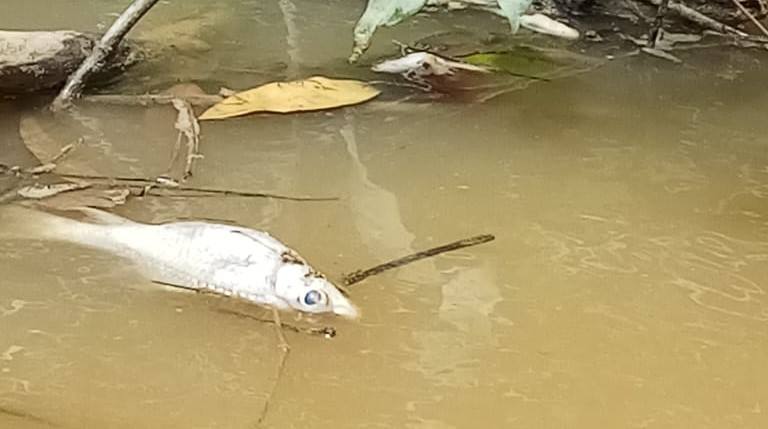 Ribuan Ikan Sungai Perak di Kubar Mati Mendadak, Diduga Akibat Limbah Tambang dan Sawit