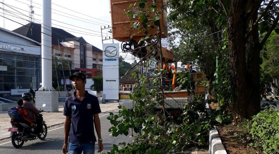 Warga Bisa Lapor ke DLH Samarinda untuk Pemangkasan Pohon di Areal Privat