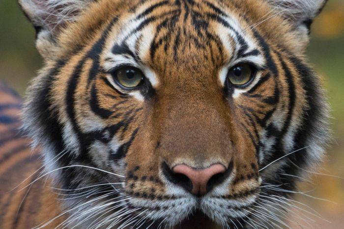 Harimau di Kebun Binatang New York Amerika Serikat Terinfeksi Virus Corona