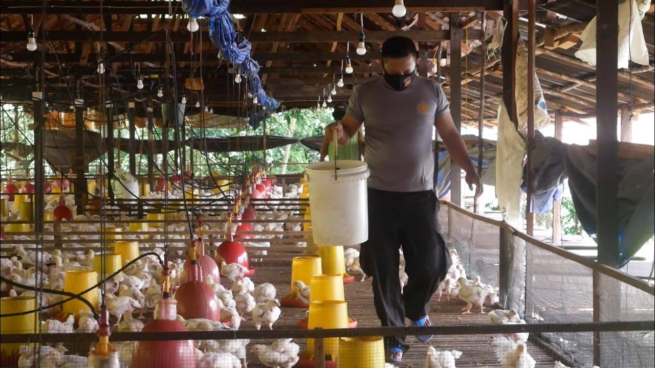 Dukung Ketahanan Pangan, Personil Polres Bontang Ternak Ayam Potong