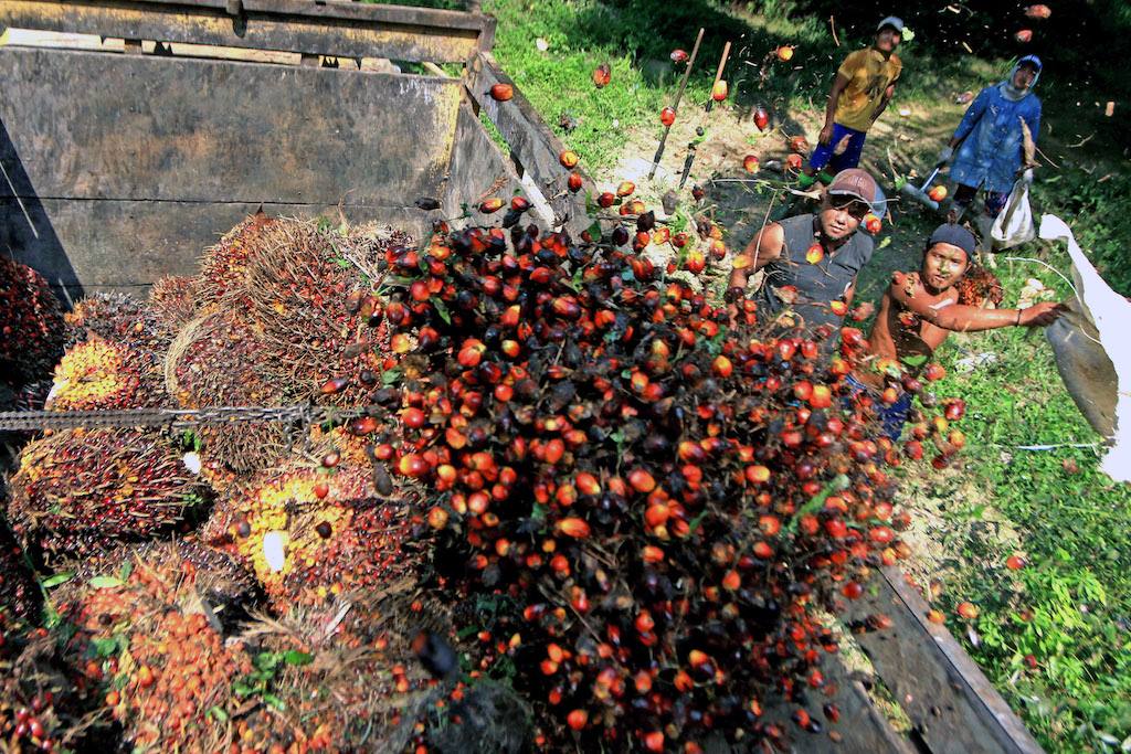 Segudang Manfaat Virgin Red Palm Oil, Mulai Tingkatkan Imunitas hingga Tangkal Radikal Bebas