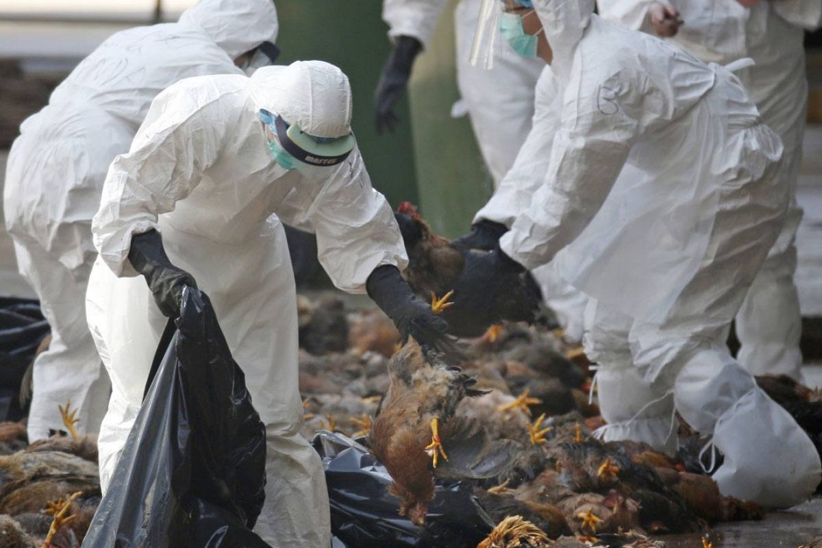 Dinkes Bontang Imbau Warga Jangan Panik Hadapi Flu Burung