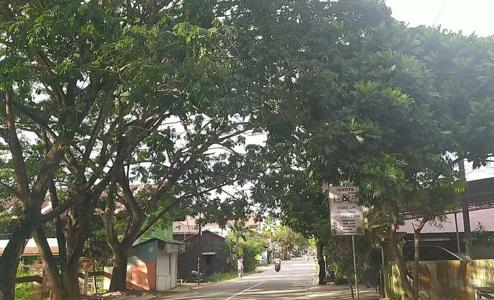 Rawan Tumbang, Wakil Ketua DPRD Kukar Harap Pohon Besar Segera di Pangkas