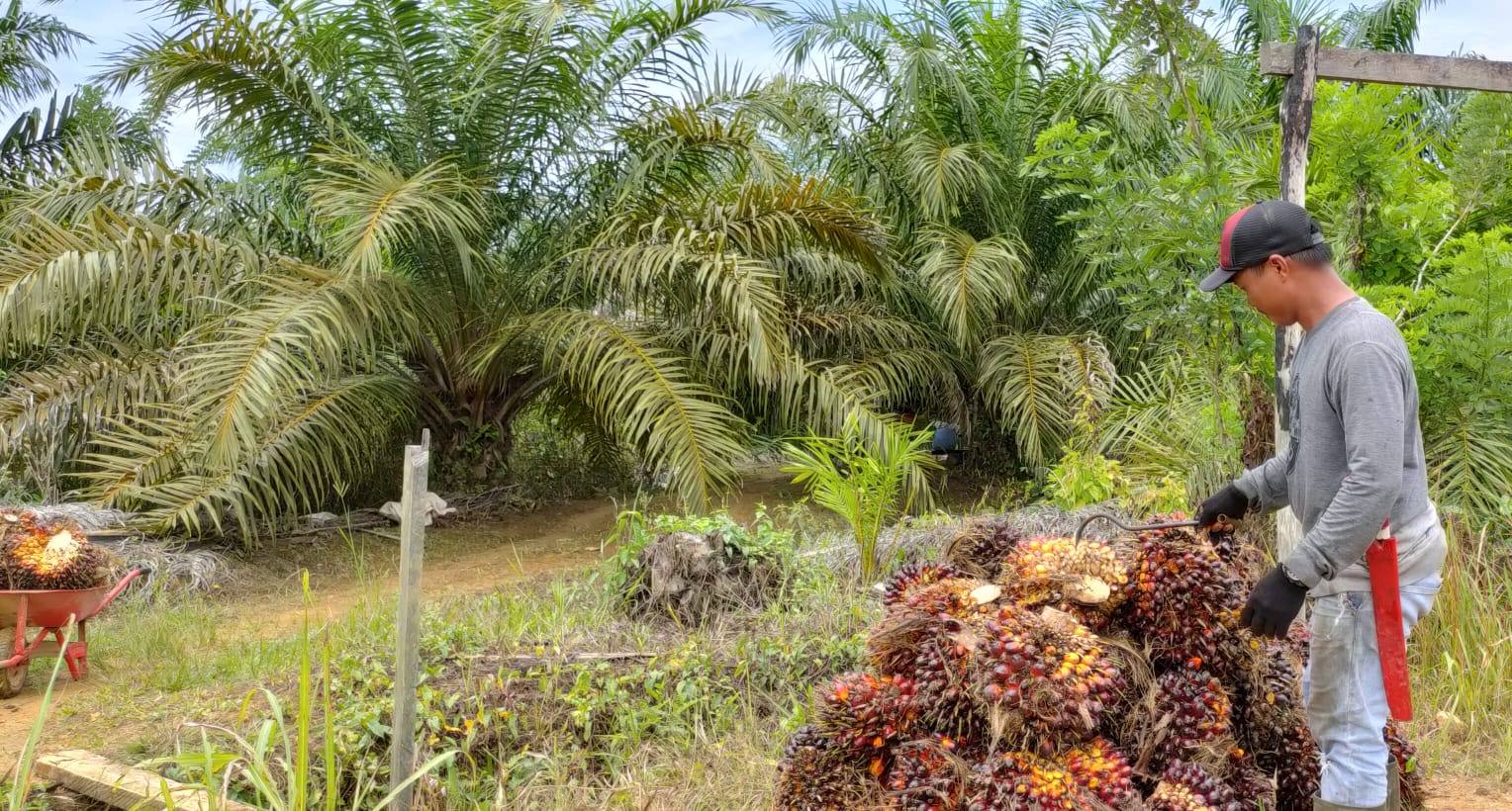 Keberadaan Perkebunan Sawit di Kecamatan Busang Tingkatkan Kesejahteraan Masyarakat