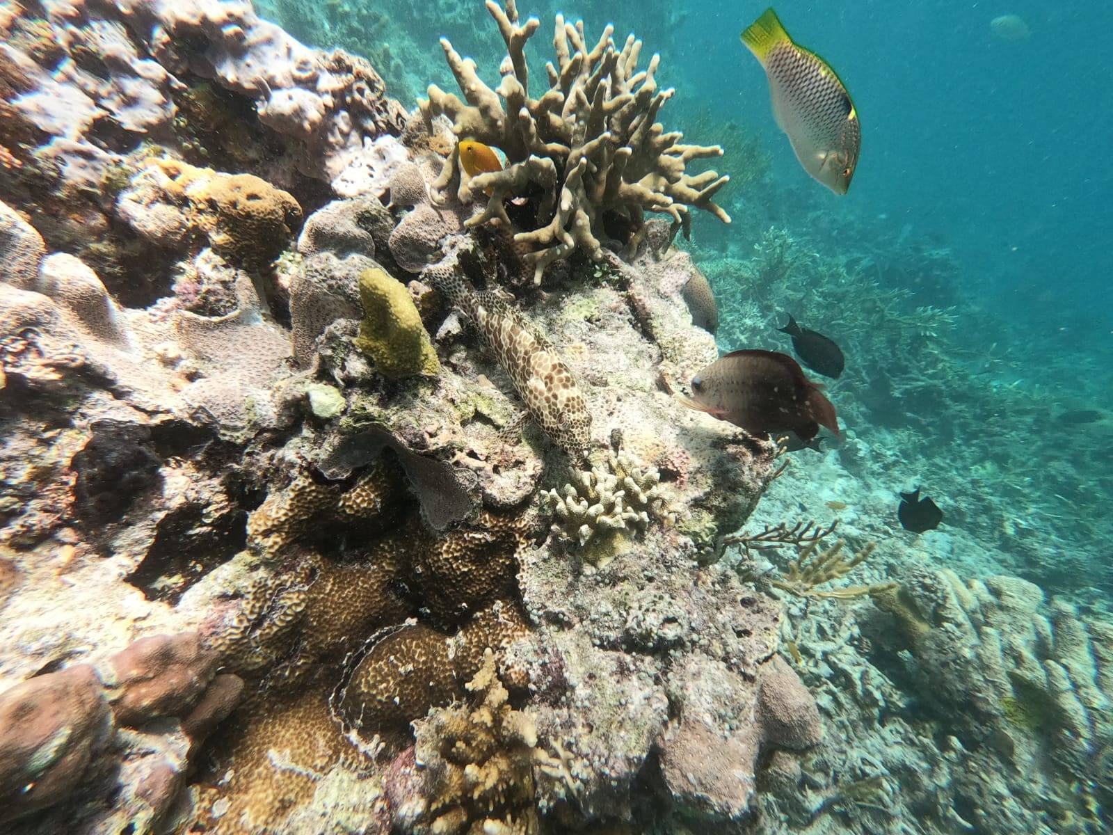 Keindahan bawah laut di Pulau Maratua salah satu daya tarik utama bagi wisatawan lokal dan mancanegara. (Istimewa)