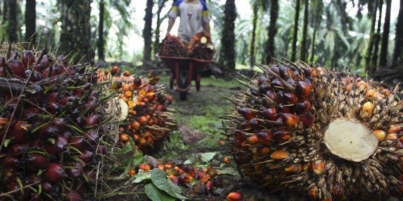 Meski Jadi Salah Satu Penghasil Minyak Sawit Terbesar di Indonesia, Kaltim Hanya Punya 3 Pabrik Minyak Goreng