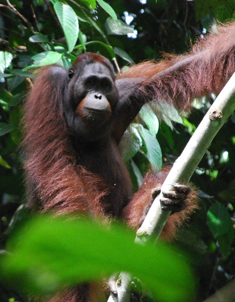 KLHK Pastikan Wilayah IKN di Kaltim Bukan Kantong Sebaran Orangutan