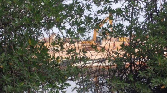 PT MMP Diduga Rusak Hutan Mangrove untuk Perluas Area Proyek Smelter Nikel