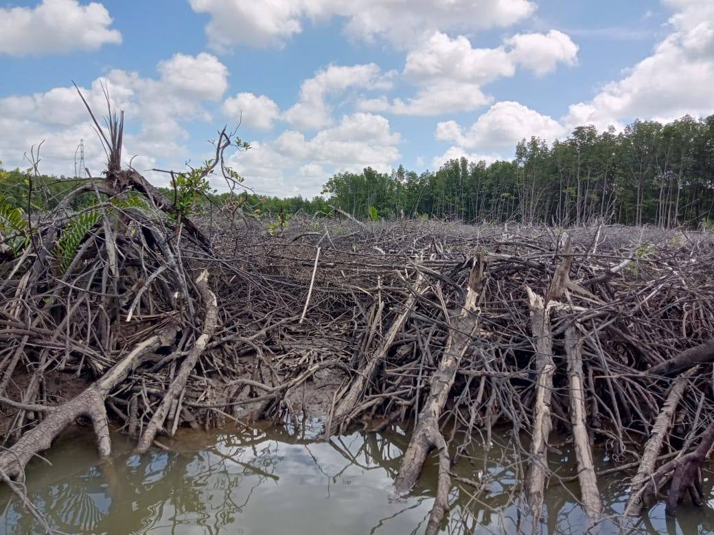Kerusakan mangrove di Teluk Balikpapan akibat rencana pembangunan proyek smelter. (Istimewa)