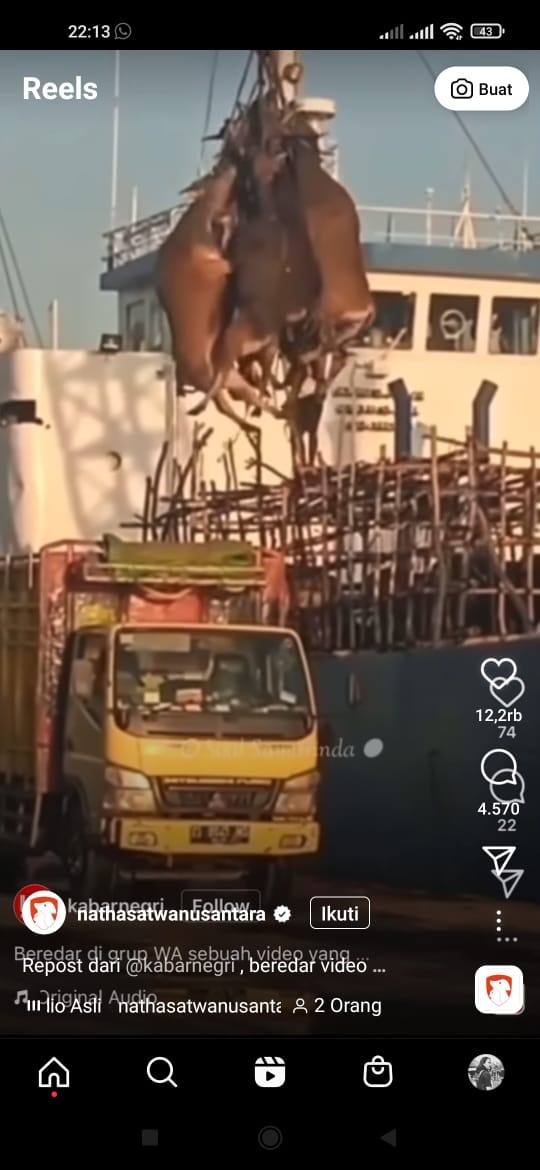 Viral Sapi Diangkat Pakai Crane di Pelabuhan Samarinda, KSOP Sebut akibat Dekat Lebaran Kurban