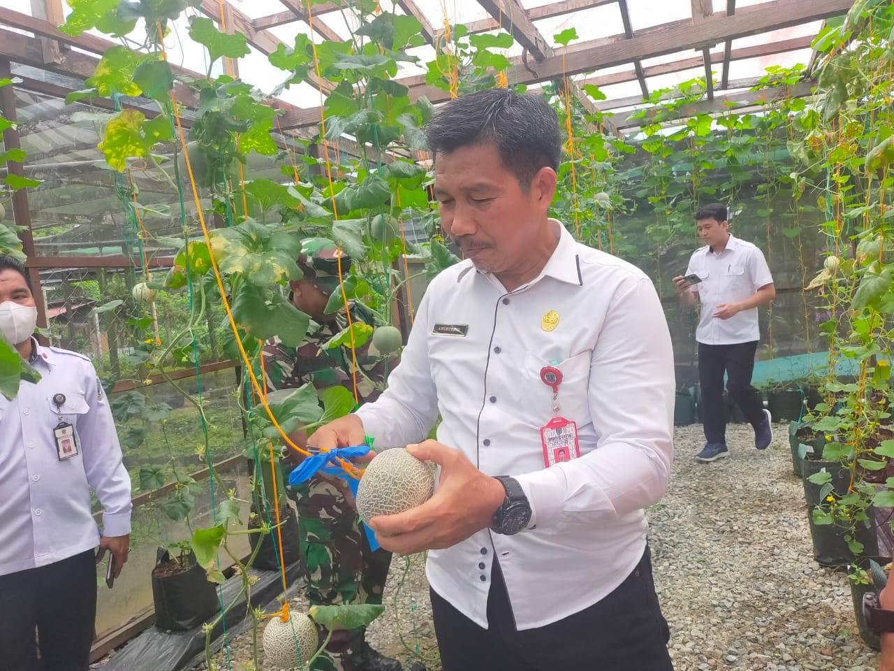 Amiruddin saat memetik buah melon hasil eksperimen dari PT Indominco Mandiri.