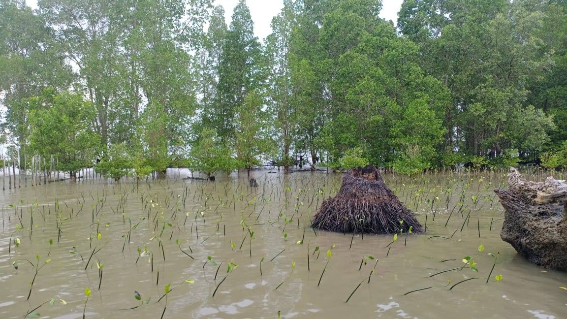 Tanam Mangrove, Planète Urgance Indonesia dan YML Tentukan Skala Prioritas Kawasan