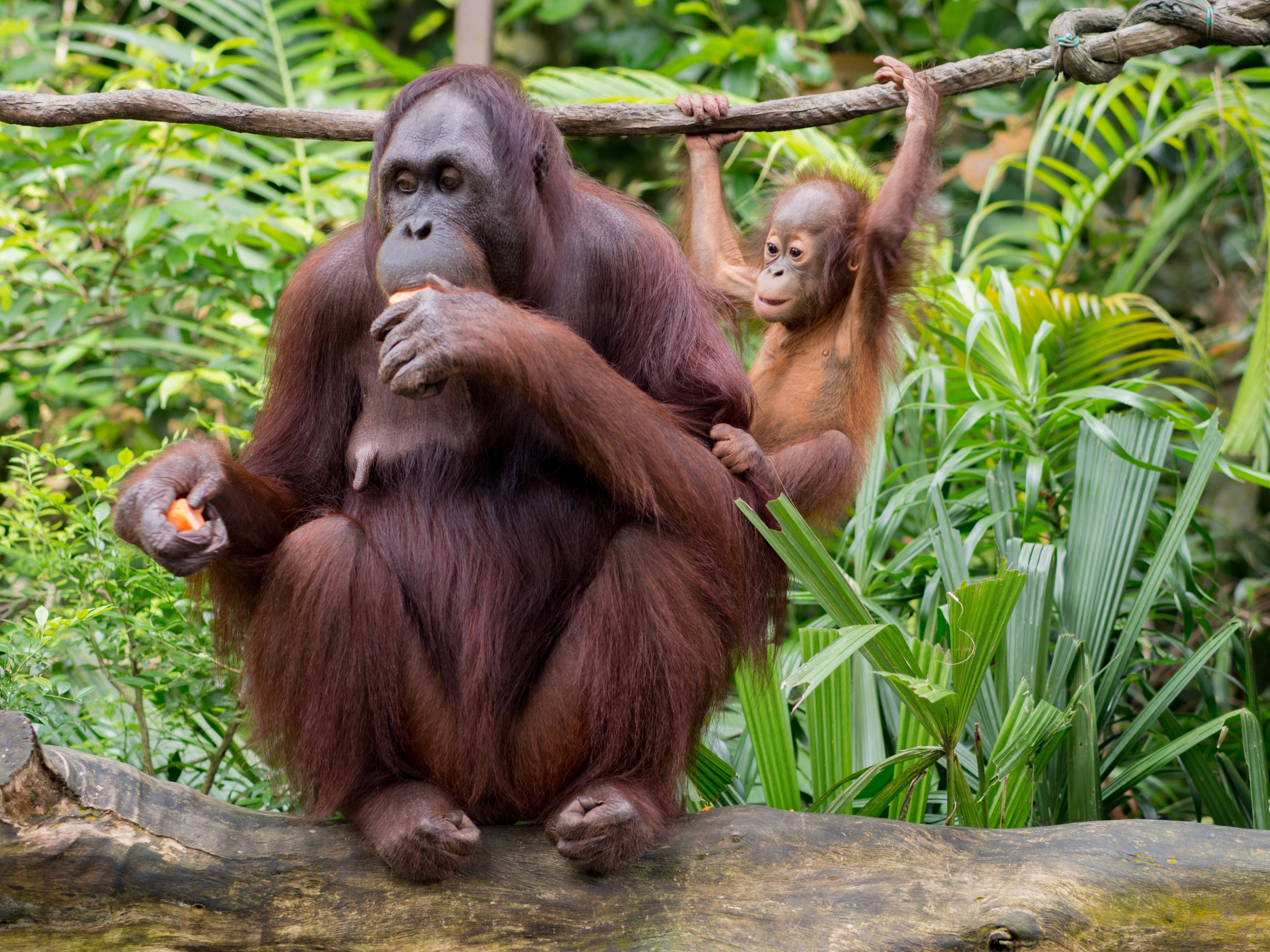Otorita IKN Jalin Kerja Sama dengan Yayasan Arsari Kembangkan Pusat Suaka Orangutan di PPU