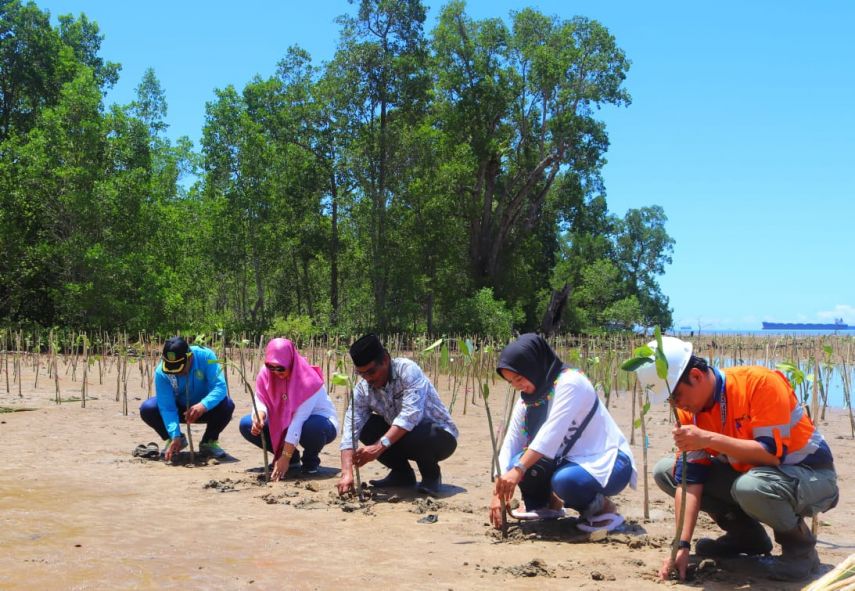 Gerakan Cintai Bumi PT Indexim Coalindo Tanam 10.000 Mangrove di Pantai Karang Tunjai