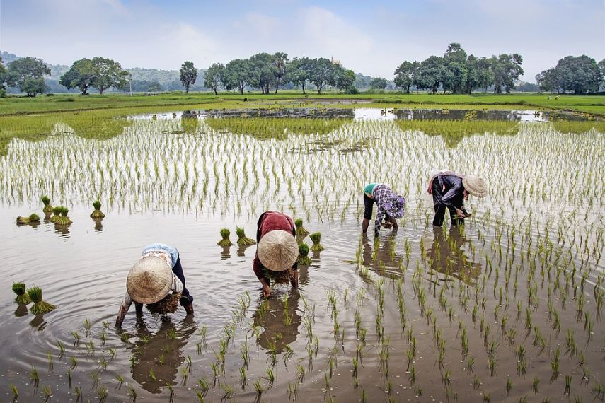 90 Persen Warganya Jadi Petani, Pemdes Giri Agung Berupaya Tingkatkan Produktivitas Pertanian 