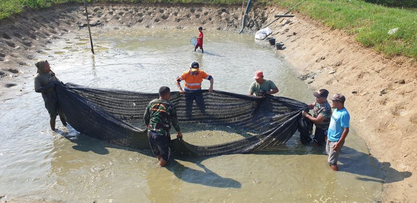 PT Indexim Coalindo Dampingi Mitra Binaan di Kaubun Panen Ikan Nila dan Cabai