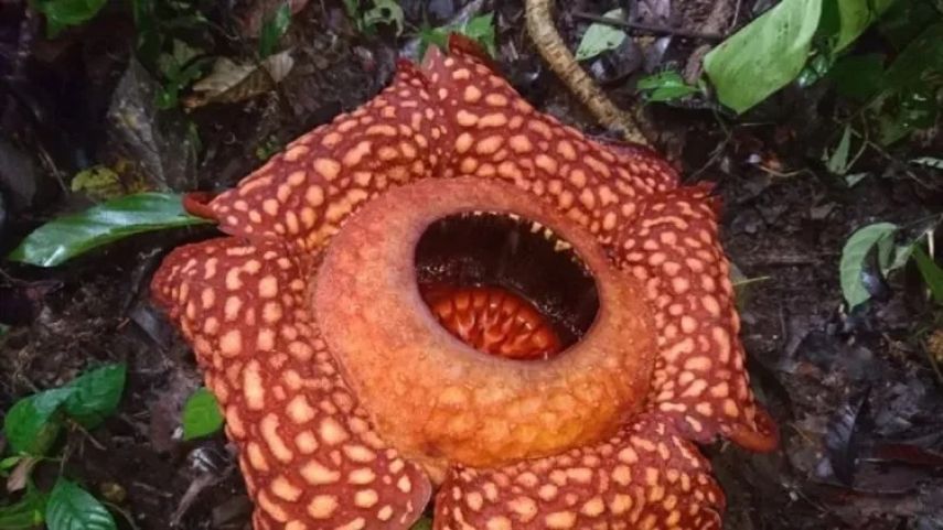 Bunga Rafflesia Ditemukan Mekar di Hutan Gaduangbeo Solok