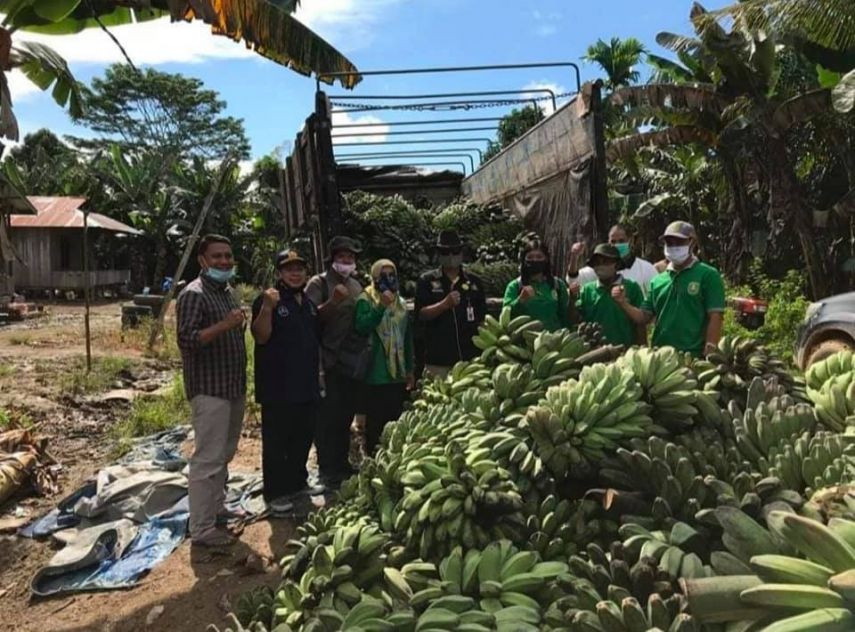 Dinas Tanaman Pangan dan Hortikultura (DTPPH) Kaltim Siap Distribusikan 18 Ribu Bibit Pisang Kepok Grecek Untuk Petani di 3 Kabupaten