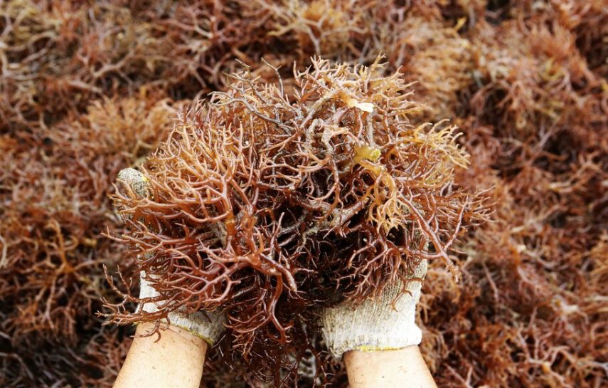 Potensi Pengembangan Budidaya Rumput Laut Sangat Menjanjikan, Khususnya di 7 Daerah Pesisir 