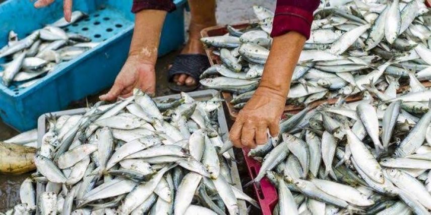 DPMPTSP Kaltim Menilai Bontang Jadi Kawasan yang Tepat untuk Pembangunan Industri Pengalengan Ikan