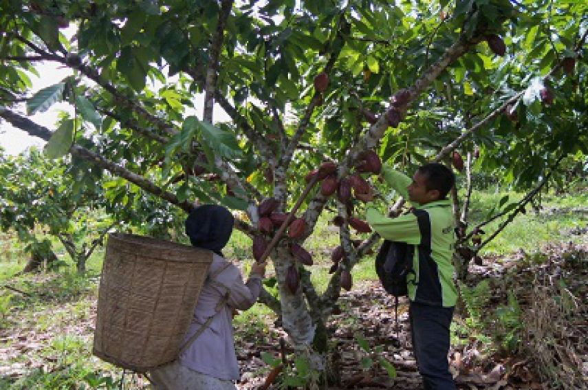 Berau Jadi Daerah Penghasil Kakao Terbesar di Indonesia
