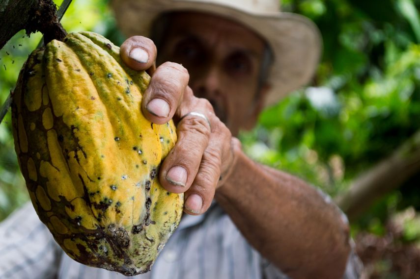 Punya Potensi Menjanjikan, Desa Lung Anai Bakal Jadi Lokus Pengembangan Kakao