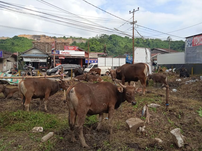Jelang Iduladha, Omset Pedagang Hewan Kurban di Samarinda Capai Ratusan Juta
