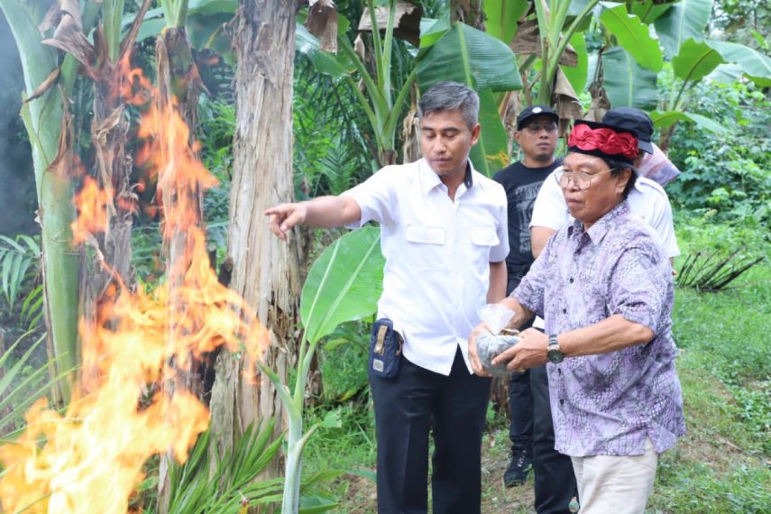 Disbun Kaltim Musnahkan 8.000 Bibit Sawit Ilegal di Samboja
