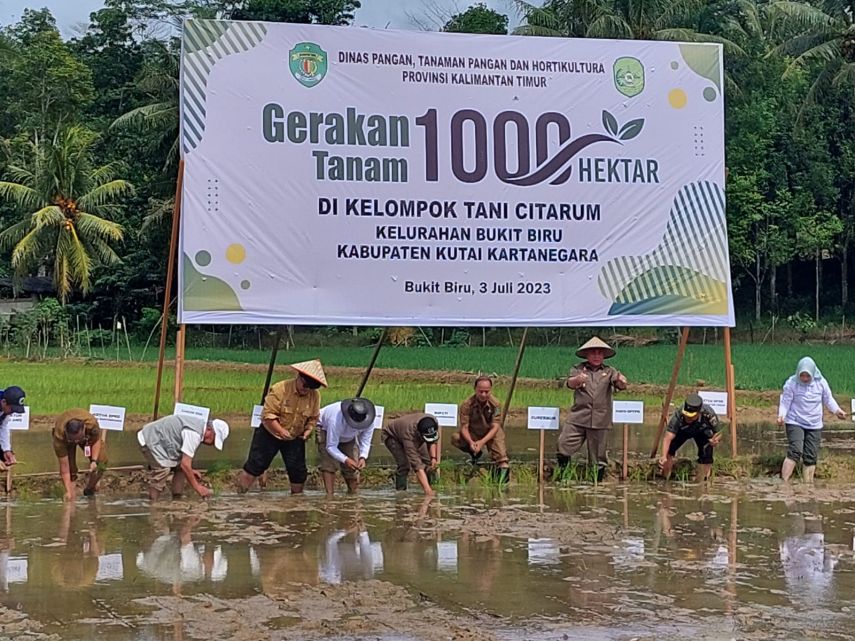 Antisipasi Dampak El Nino, Pemprov Kaltim Galakkan Gerakan Tanam 1.000 Hektare di Tiap Kabupaten/Kota