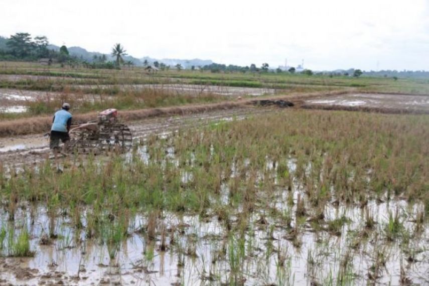 Pemkab Kukar Bakal Bangun Irigasi Sepanjang 69 Km di Lima Kawasan Pertanian 