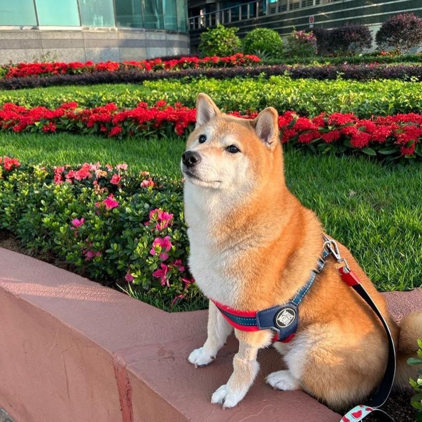 Mengenang Cheems: Anjing Terkenal di Balik Meme yang Meninggal Akibat Kanker Darah