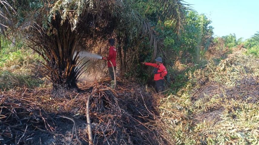 Kebakaran Lahan di Desa Bangun Mulyo, BPBD PPU Berhasil Lumpuhkan Si Jago Merah