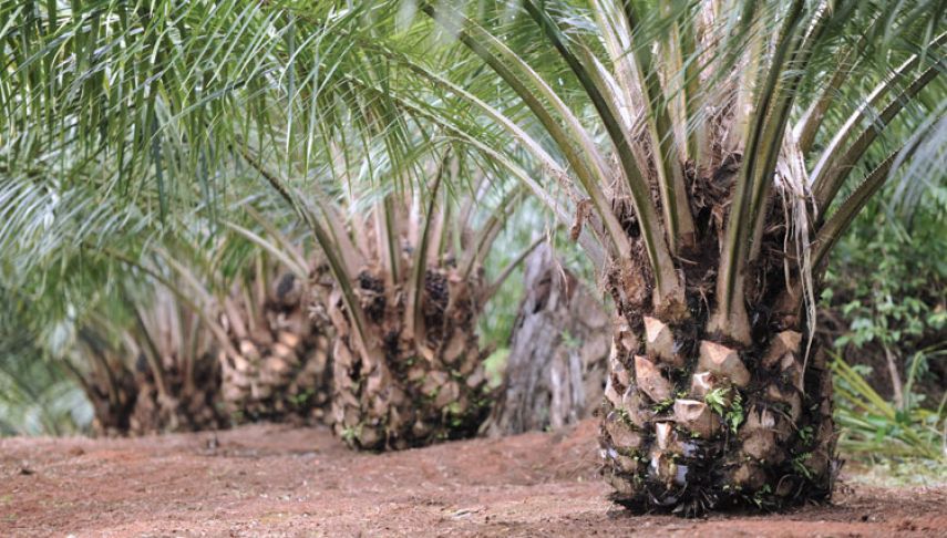 Dampak UU Anti Deforestasi Uni Eropa, Indonesia Incar Pasar Baru Minyak Sawit di China dan Pasar Non Tradisional