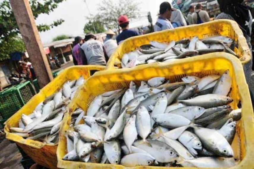 DKP Kaltim Tegaskan Budidaya Ikan di Kolam Pasca Tambang Belum Disarankan untuk Dikonsumsi
