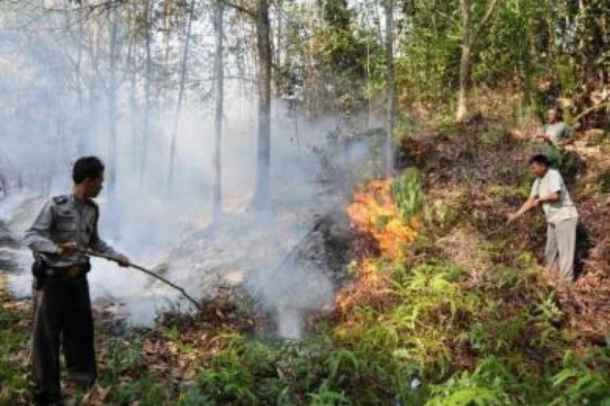 Akibat Puncak Musim Kemarau, Ribuan Hektare Lahan di Kaltim Terbakar, Paling Luas ada di Kubar dan Paser