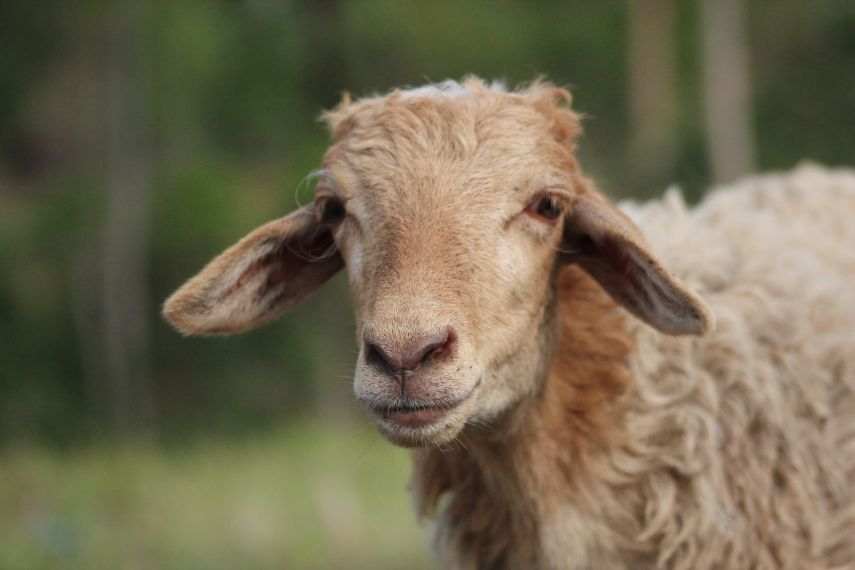 Kenapa Dilarang Ternak Domba di Kaltim? Begini Penjelasan Ilmiahnya