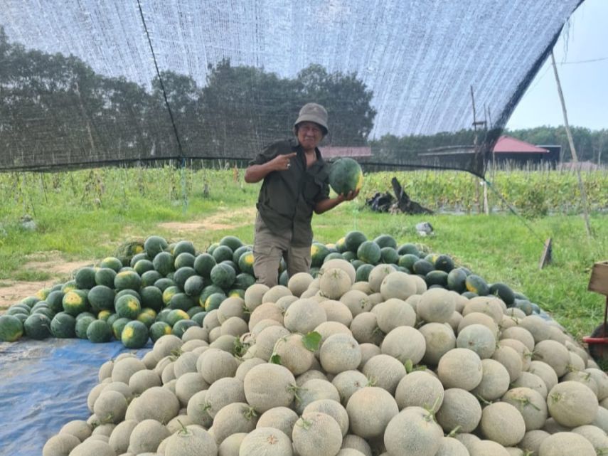 Cerita Warga Binaan Pupuk Kaltim, Sulap Lahan Nirproduktif Jadi Perkebunan Semangka dan Melon Terkemuka di Kukar, Turut Berdayakan Petani Lokal