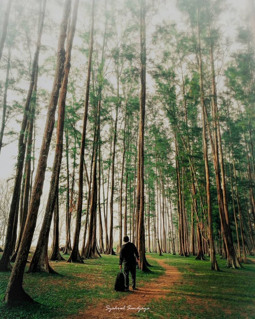 Mengenal Wisata Hutan Pinus Samboja, Pesona Indah Pepohonan Rindang di Kaltim