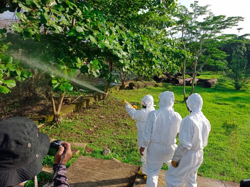 Teror Hama Ulat Bulu di Taman Bebaya, BPBD Samarinda dan Animal Rescue Lakukan Penyemprotan Pestisida 