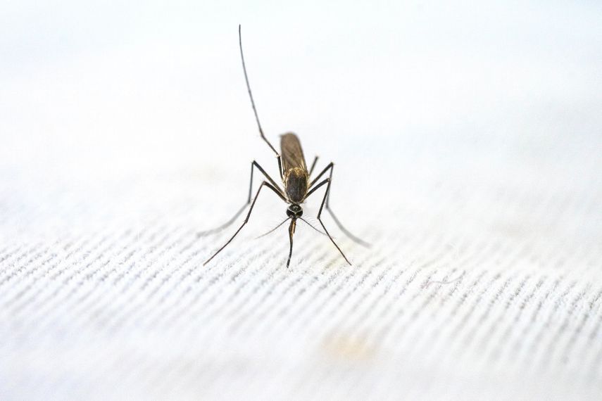 Bekas Galian Tambang Ilegal Picu Lonjakan Kasus Malaria