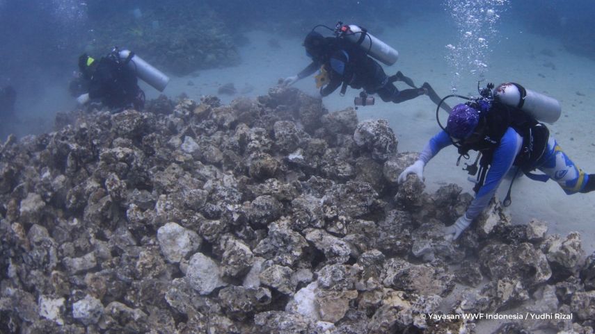 Upaya Kolaboratif Pemulihan Terumbu Karang di Laut Derawan