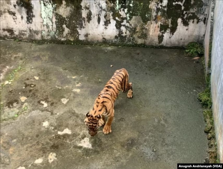 Kondisi Medan Zoo Mengkhawatirkan, Standar Konservasi Satwa Disorot