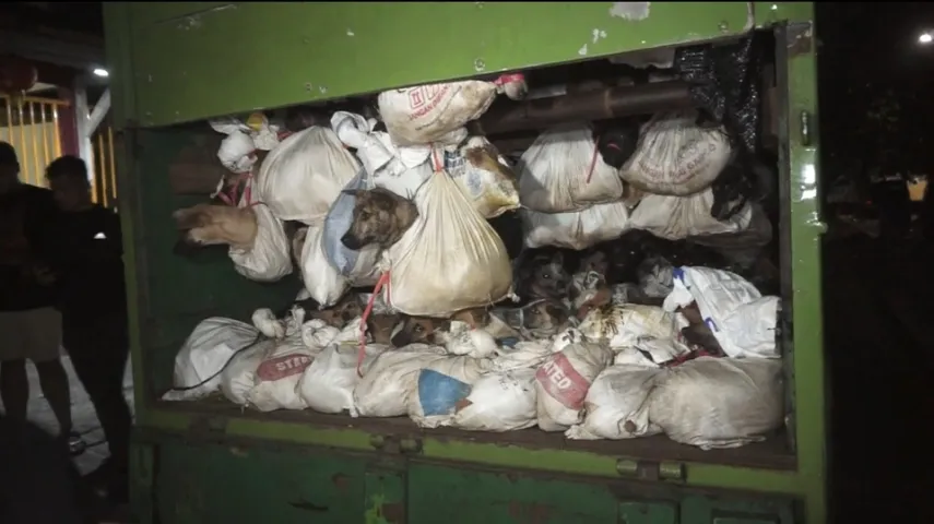 Biadab! 4 Fakta Penangkapan Truk Ratusan Anjing di Semarang, Diduga Akan Disembelih