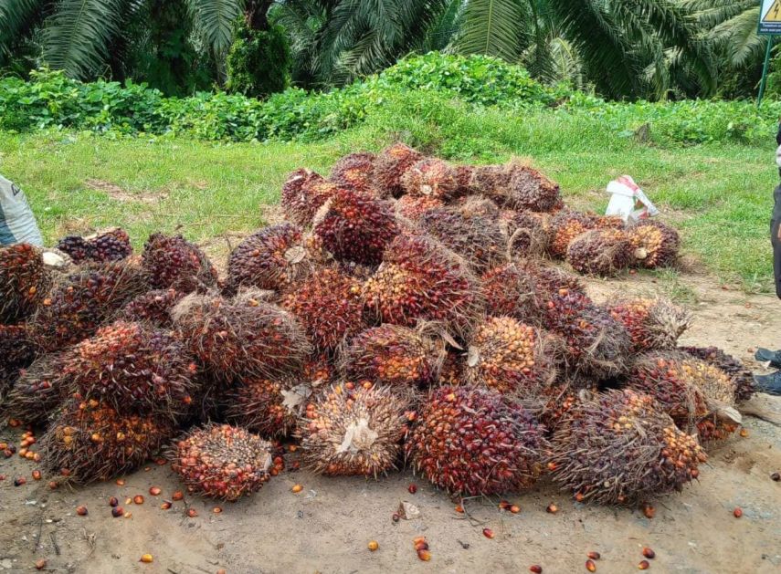 Polsek Muara Kaman Ringkus Lima Pemuda Pencuri Buah Kelapa Sawit 1,4 Ton