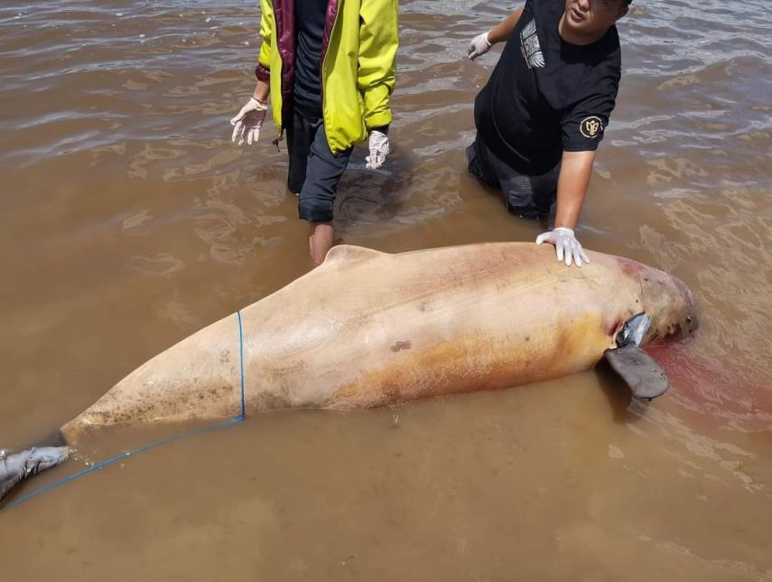 Pesut Mahakam Bernama “Four” Ditemukan Mati di Perairan Muara Kaman, Diperkirakan Berusia 25 Tahun
