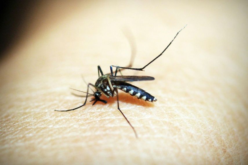 Upayakan Berbagai Program, Dinkes PPU Klaim Berhasil Turunkan Kasus Malaria