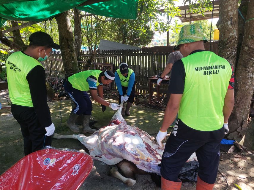 Muhammadiyah Berau Sembelih 51 Ekor Hewan Kurban, Bagikan Daging ke 850 Orang